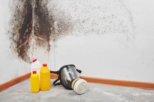 Best Residential Mold Remediation in Park Hills, KY
