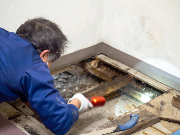 Best Insurance-Related Mold Remediation in Park Hills, KY