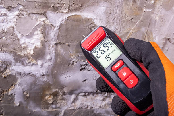 Best Post-Flood Mold Remediation in Park Hills, KY