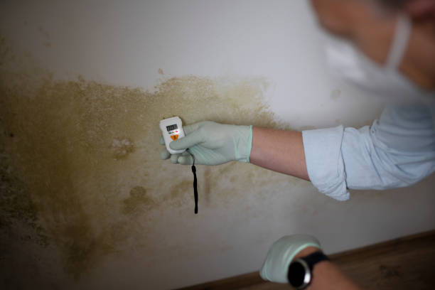 Best Commercial Mold Remediation in Park Hills, KY