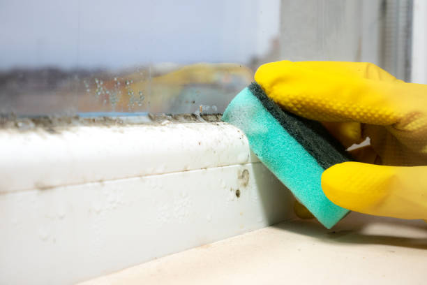 Best HVAC Mold Remediation in Park Hills, KY
