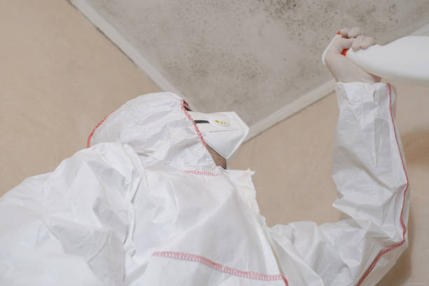 Best Basement Mold Remediation in Park Hills, KY