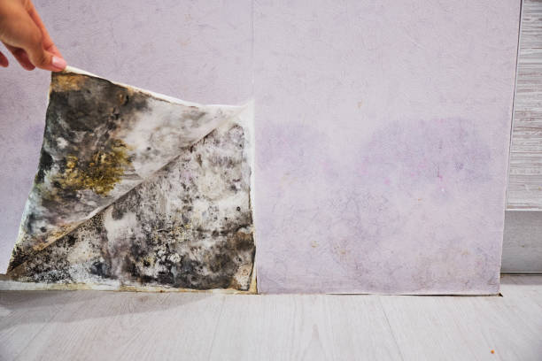 Best Localized Mold Remediation (e.g., coastal areas, humid climates) in Park Hills, KY